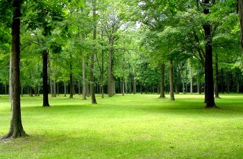 Raintree Park Troy MI