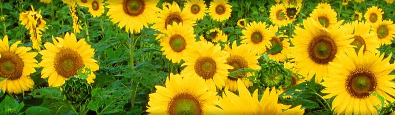 Sunflower Village Canton Michigan